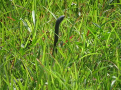 Coluber constrictor paludicola