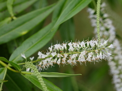 Veronica stricta stricta