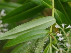 Veronica stricta stricta