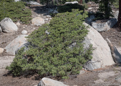 Quercus vacciniifolia