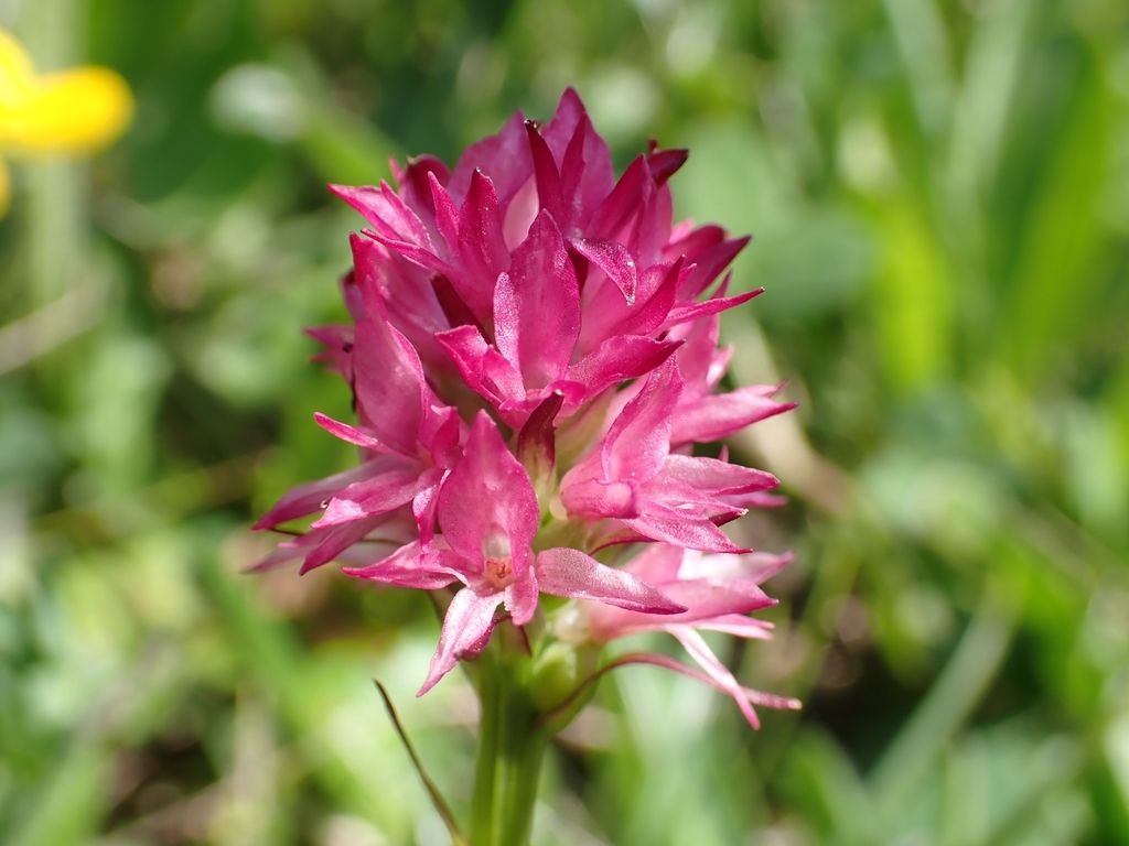 Gymnadenia dolomitensis