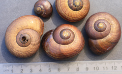 Powelliphanta traversi traversi