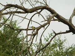 Vireo solitarius