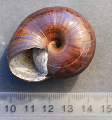 Powelliphanta traversi traversi