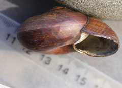 Powelliphanta traversi traversi