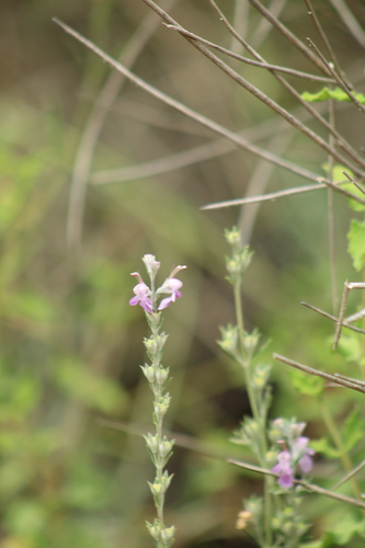 Image of Teucrium creticum by (c) yelena_antipova, some rights reserved (CC BY)