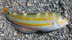 Halichoeres radiatus