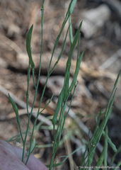 Boechera platysperma