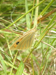 Argyrophenga antipodum