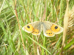 Argyrophenga antipodum
