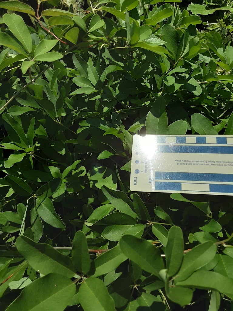 Five-leaf akebia from Wolf Trap, VA, USA on July 10, 2023 at 01:38 PM ...