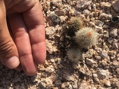 Echinocereus sciurus
