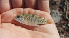 Floridichthys carpio