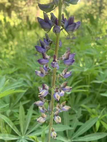 Lupinus polyphyllus ssp. bernardinus