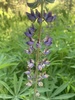 Lupinus polyphyllus bernardinus - Photo (c) katiestilwell, some rights reserved (CC BY-NC)