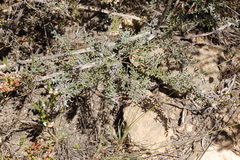 Indigofera sp11