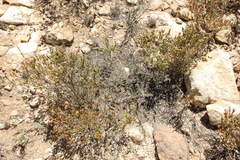 Indigofera sp11