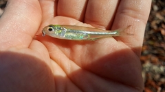 Atherinomorus stipes