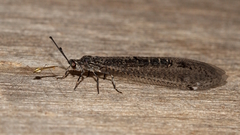 Bandidus vafer