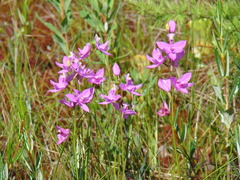 Calopogon tuberosus