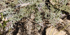 Indigofera sp11