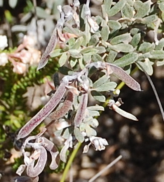 Image of Indigofera calcarea by (c) Charles Stirton, some rights reserved (CC BY-SA)