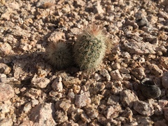 Echinocereus sciurus