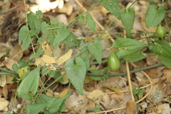yelena_antipova, CC BY, iNaturalist via GBIF Aristolochia sempervirens, photograph yelena_antipova, CC BY, iNaturalist via GBIF