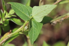 Phaseolus pluriflorus