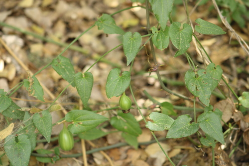 Aristolochia sempervirens, photograph 2