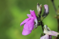 Phaseolus pluriflorus