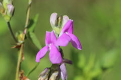 Phaseolus pluriflorus