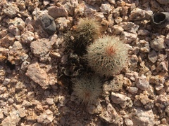 Echinocereus sciurus