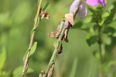 Phaseolus pluriflorus