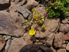 Potentilla brevifolia