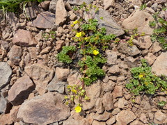 Potentilla brevifolia