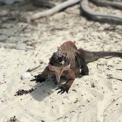 Cyclura cychlura