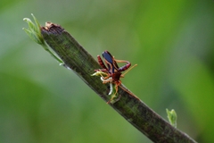 Crinocerus sanctus