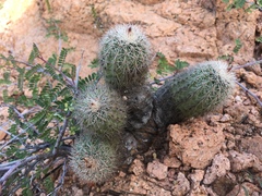 Echinocereus sciurus