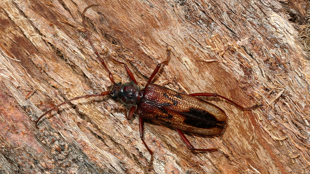 Phoracantha lata