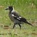 Northeastern Black-backed Magpie - Photo (c) Dezmond Wells, some rights reserved (CC BY-NC), uploaded by Dezmond Wells