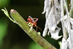 Crinocerus sanctus