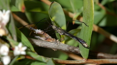 Enchoptera apicalis