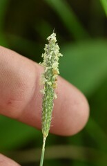 Tozzettia geniculata (Tozzettia geniculata)