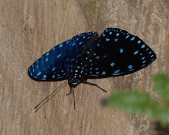 Hamadryas laodamia