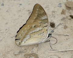 Archaeoprepona camilla