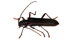 Phlyctaenodes pustulosa