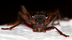 Phlyctaenodes pustulosa