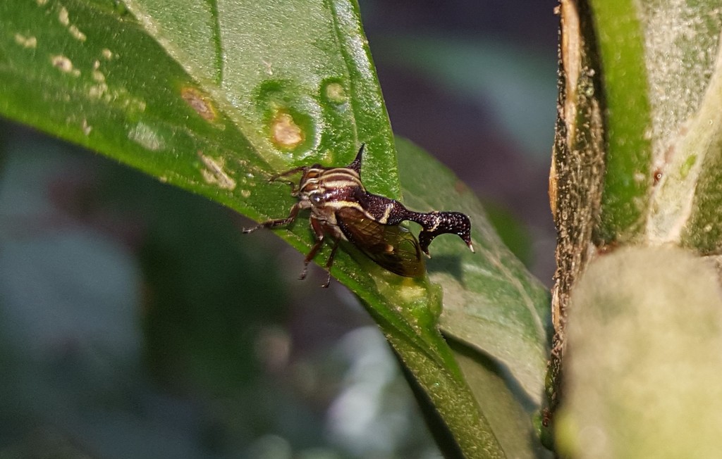 Heteronotus reticulatus