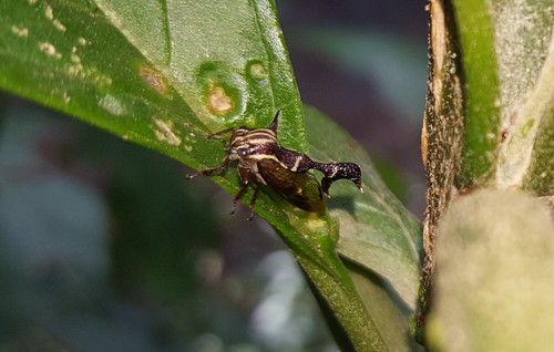 Heteronotus reticulatus